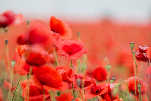 ANZAC day commemorated around Kaipara District